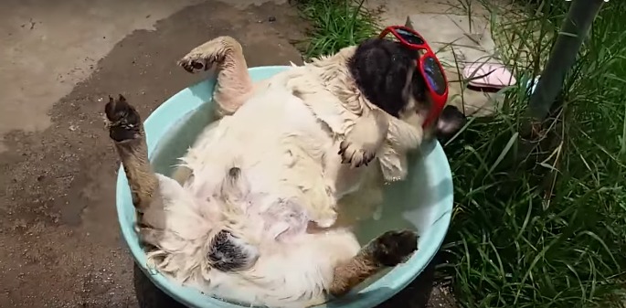 Мопс отдихает в воде 