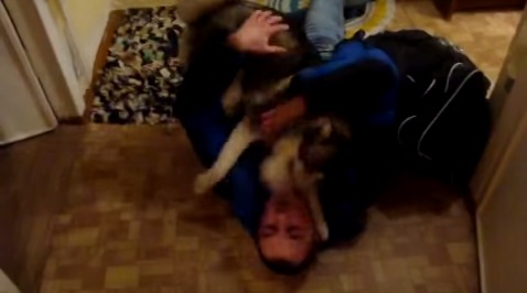 Невероятная встреча Хаски и Хозяина 